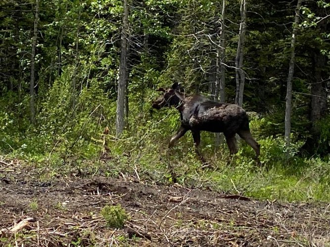 moose.jpg