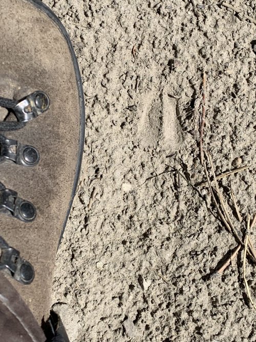 8B311916-8669-4751-A548-DF486AE17A61.jpeg 8B311916-8669-4751-A548-DF486AE17A61.jpeg