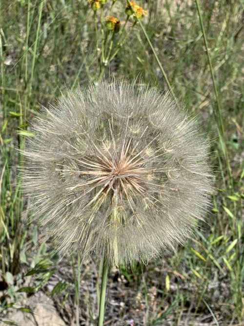 4F1DCEB8-854B-40A5-AAC1-75A122A700FC.jpeg 4F1DCEB8-854B-40A5-AAC1-75A122A700FC.jpeg