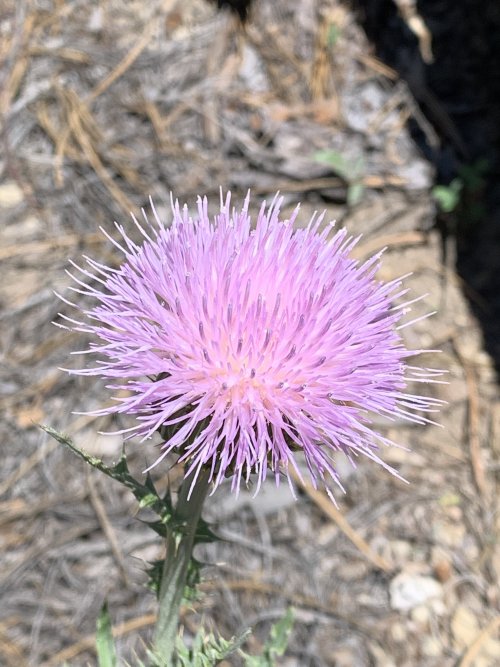 9B6E550C-80C2-4ADA-AE72-7742A6218541.jpeg 9B6E550C-80C2-4ADA-AE72-7742A6218541.jpeg