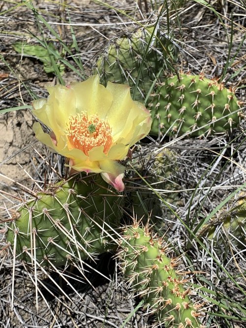 F9AFAD8E-C420-4F76-B2C4-B441C09D31D5.jpeg F9AFAD8E-C420-4F76-B2C4-B441C09D31D5.jpeg