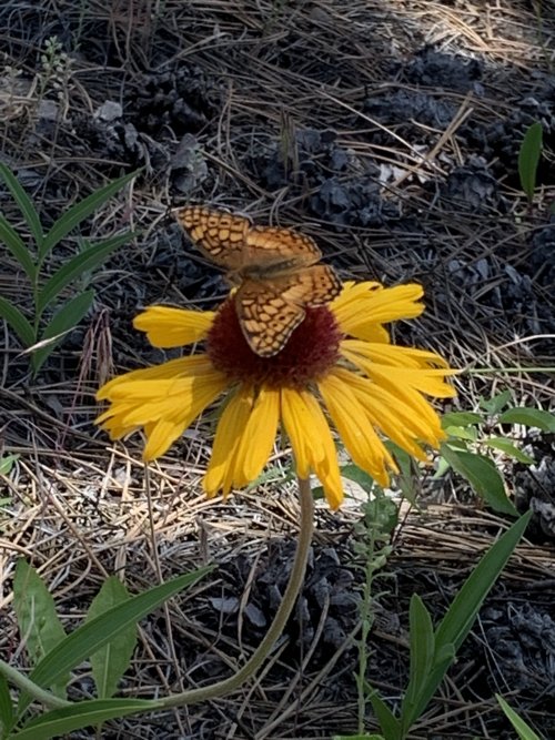 DD6549BA-0530-4886-A73A-4D18ADD07FA1.jpeg DD6549BA-0530-4886-A73A-4D18ADD07FA1.jpeg