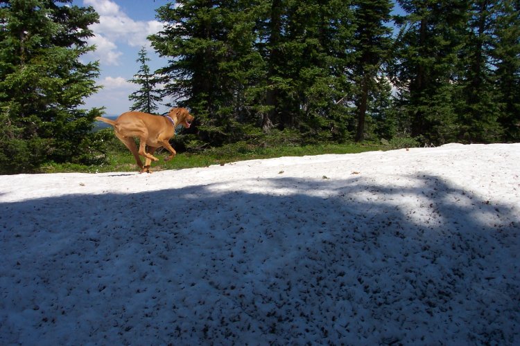 Fred running snow Grand Mesa 05.jpg