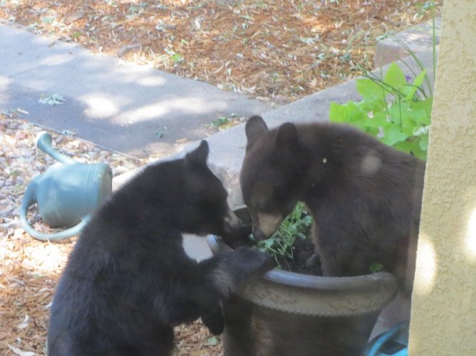 2cubs.small.jpg