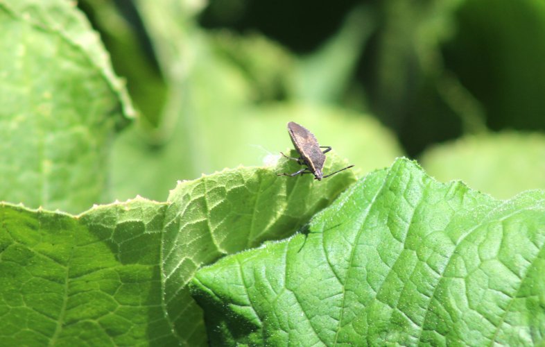 squash bug.JPG squash bug.JPG