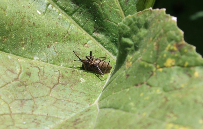dead squash bug.JPG dead squash bug.JPG