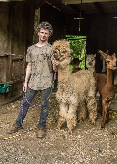 Alpaca Shearing July 2022 a-9502.JPG