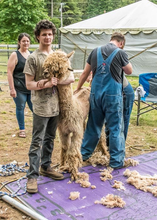 Alpaca Shearing July 2022 a-9511.JPG