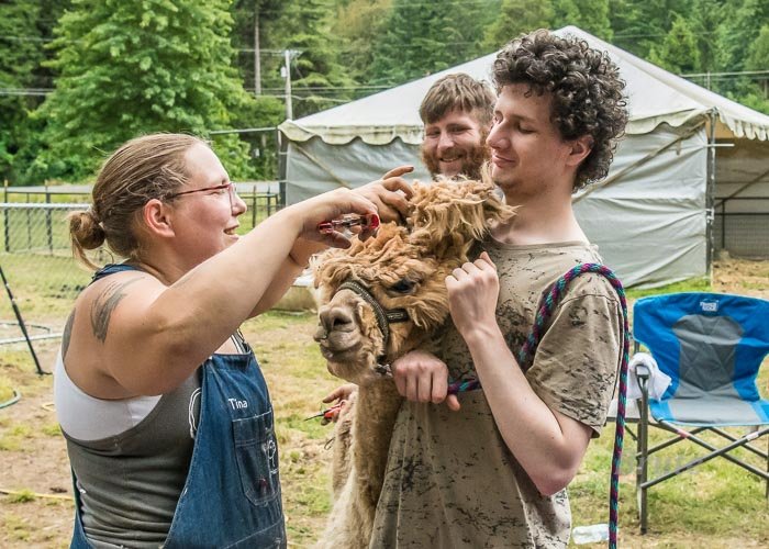 Alpaca Shearing July 2022 a-9517.JPG