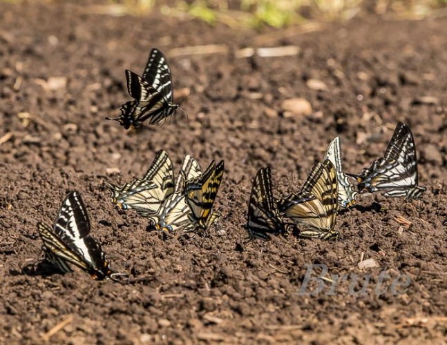 Swallowtail July 2022 a-0260.JPG