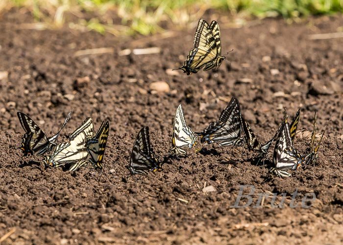 Swallowtail July 2022 a-0273.JPG