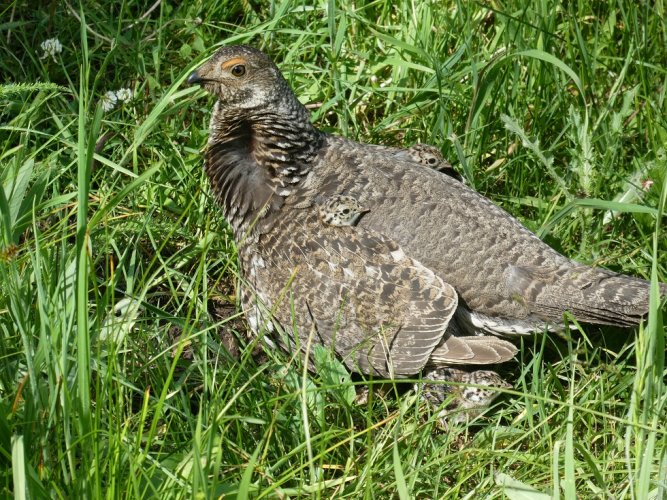 Momma Grouse with brood.JPG Momma Grouse with brood.JPG