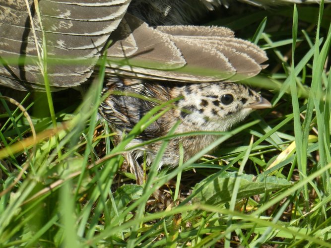 Grouse chick.JPG Grouse chick.JPG