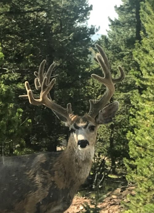 Yard buck.jpg