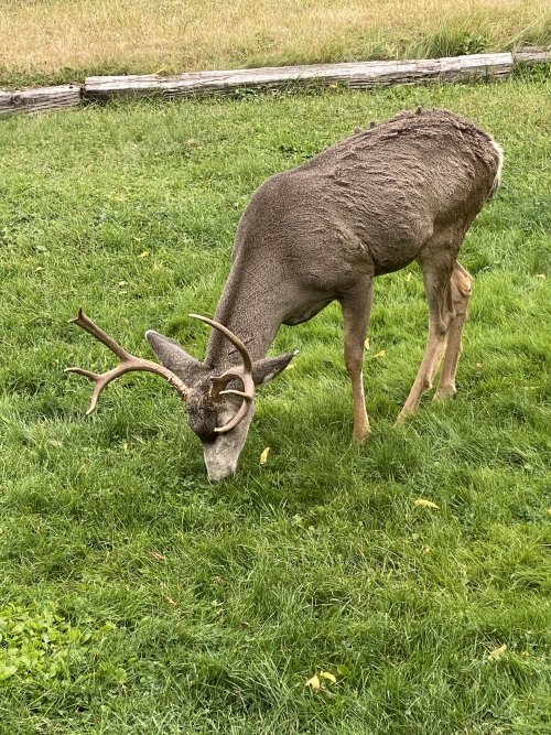 4E16F045-968C-48E3-BA95-B9E35DDA174E.jpeg 4E16F045-968C-48E3-BA95-B9E35DDA174E.jpeg