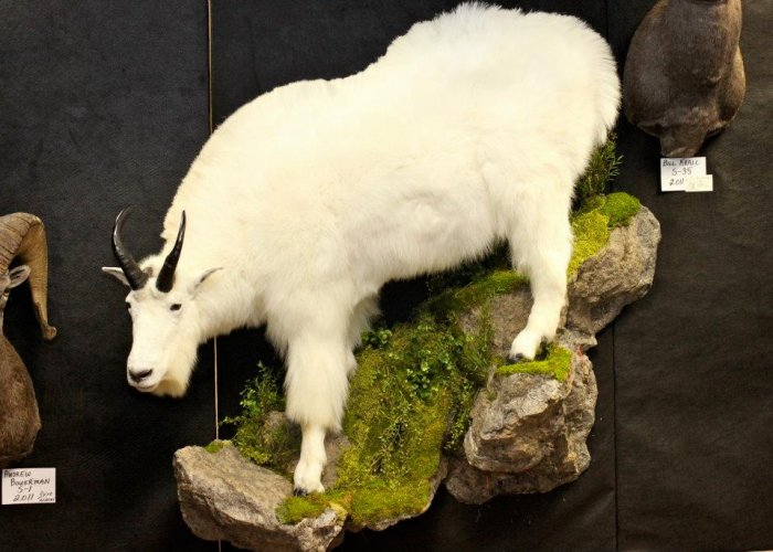 Mountain goat.jpg Mountain goat.jpg