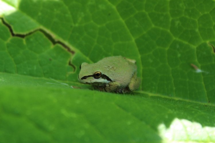 tree frog 5.JPG