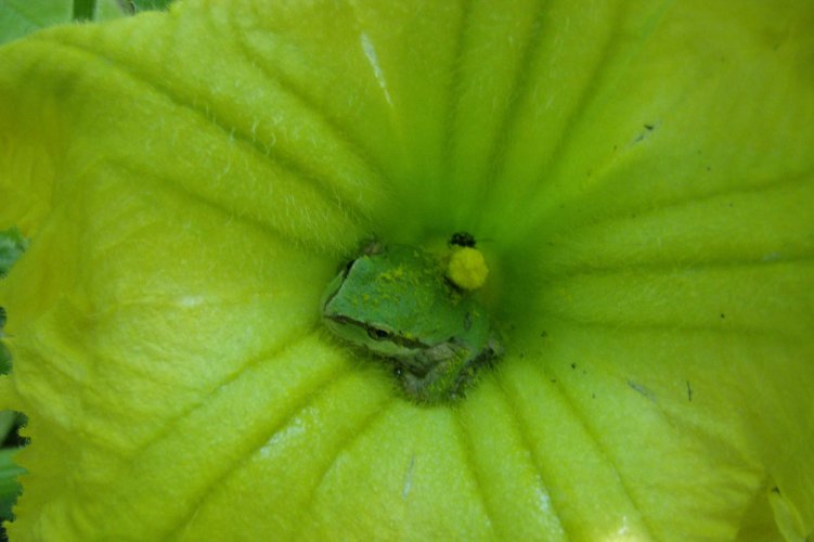tree frog 4.jpg