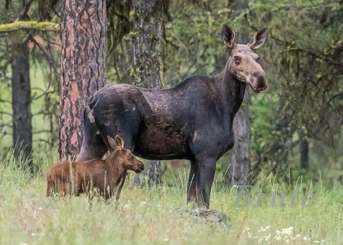  Moose Calf June 2018 a-0129.JPG