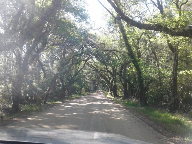 Low Country tee lined rd SC.jpg
