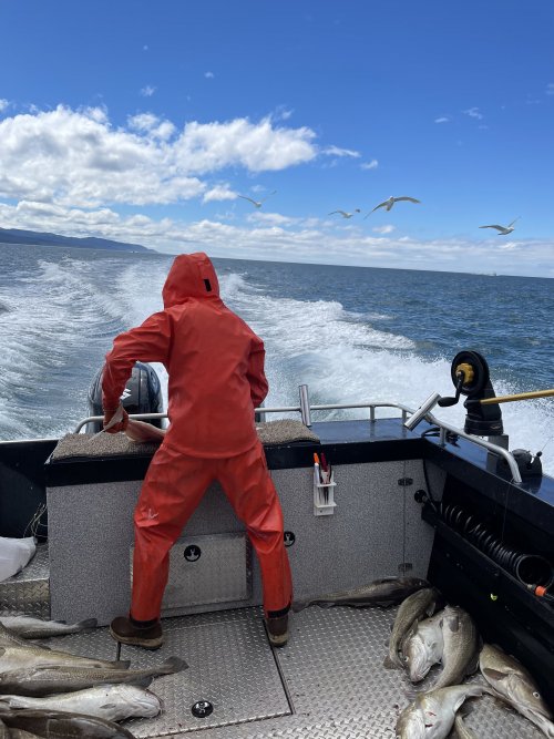 feeding gulls.jpg