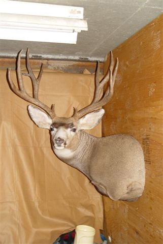 Big Buck 1.JPG