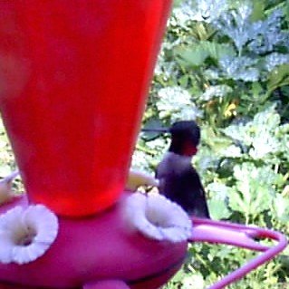 hummingbird2.jpg