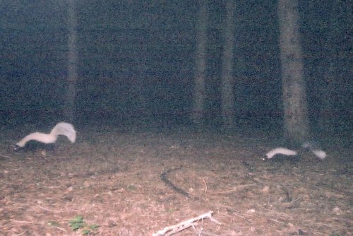 pic225.jpg