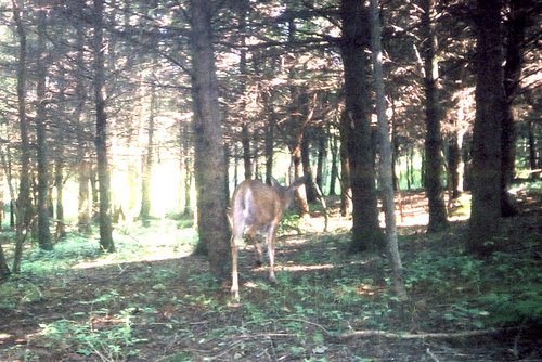 pic246.jpg