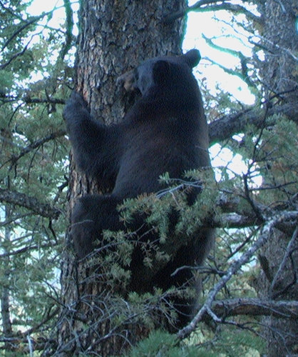 bear 09-04-06 011 copy.jpg