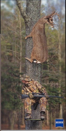 deer up tree.jpg