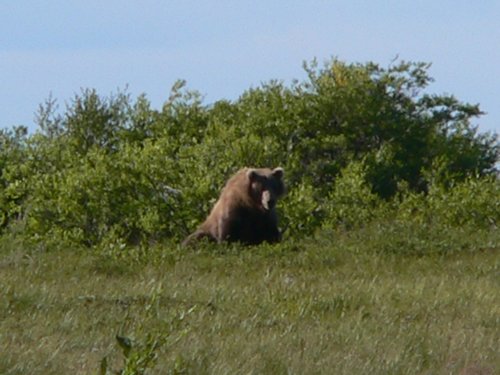 2006_0805_BrownBear_Naknek4_small.jpg