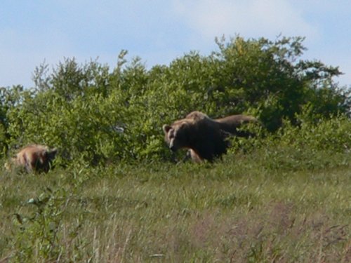 2006_0805_BrownBear_Naknek8_small.jpg