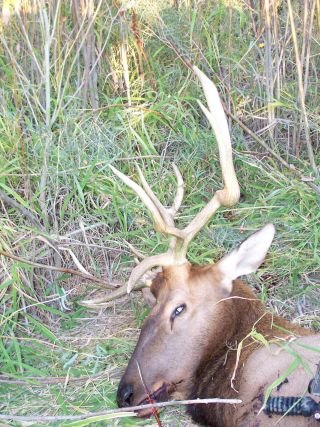 elk hunting 009 resized 2.jpg