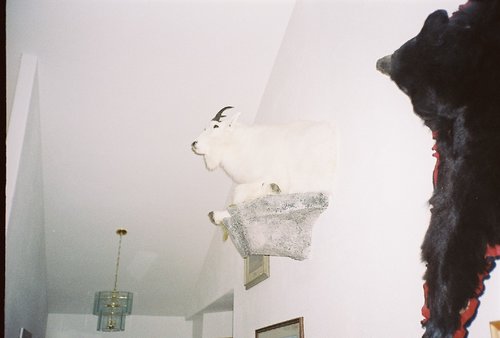 goat11a.jpg