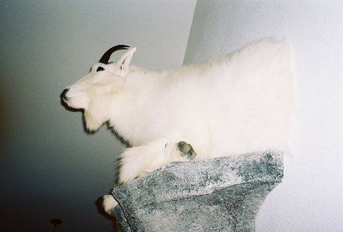 goat33a.jpg