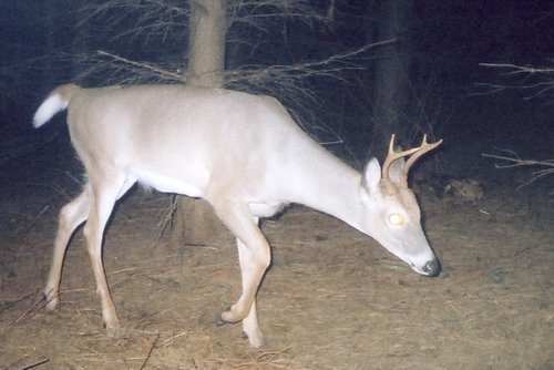 deer1.jpg