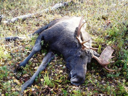 Jason's moose6.JPG
