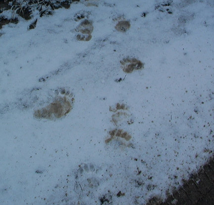 beartracks.jpg