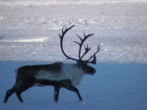 Airport Bull.JPG