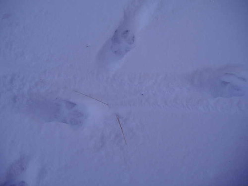 Montana 06 Wolf tracks.jpg