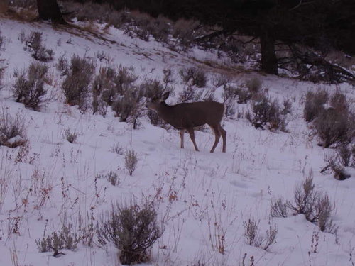 Little Muley.jpg