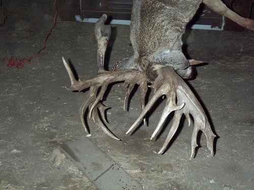 KansasDeer2.jpg