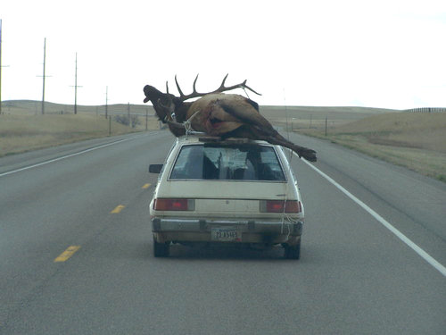 Montana elk-okie.jpg