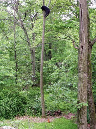 Bear Treed by Cat.jpg