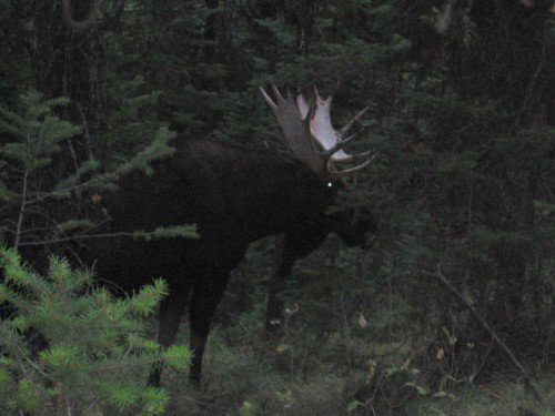 moose2.jpg