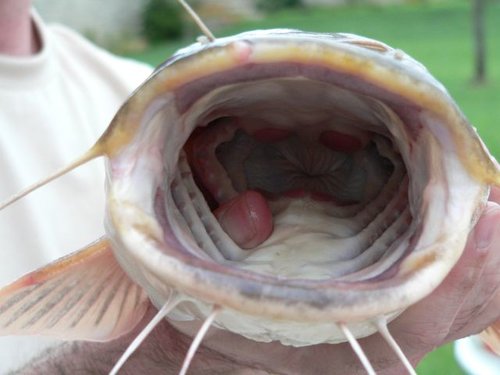 catfish-mouth.jpg