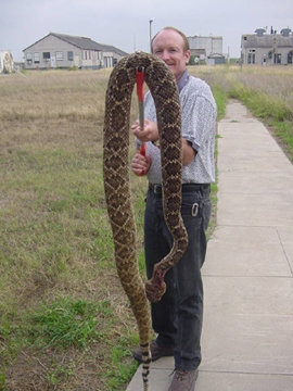 big%20rattlesnake.jpg