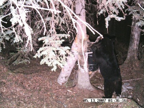 big bear 3.JPG