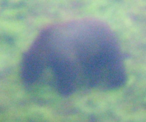 Brown Bear 2.jpg